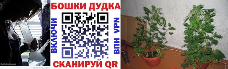 Бошки Шишки индика  Староминская 